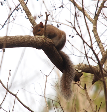 [Squirrel is crawling on fours down a tree branch. Its tail is resting along its back and backside. The body is brown and white, but the tail appears to be grey.]